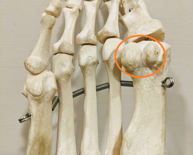 sesamoid bones highlighted on foot skeleton