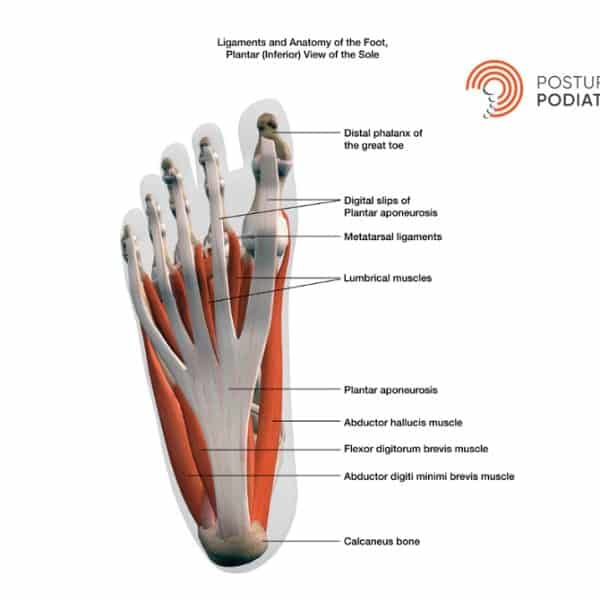 Plantar ligaments of the bottom of the foot