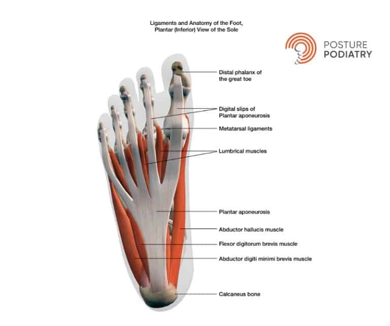 Adelaide Podiatrists Talk About Plantar Plate Tear Treatment